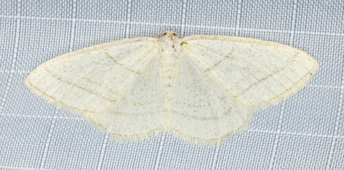 iNaturalist observation photo of Protitame subalbaria