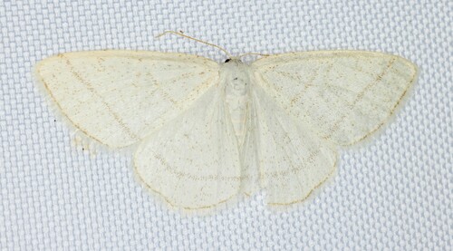 iNaturalist observation photo of Protitame subalbaria