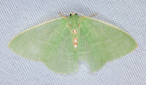 iNaturalist observation photo of Columbian Emerald