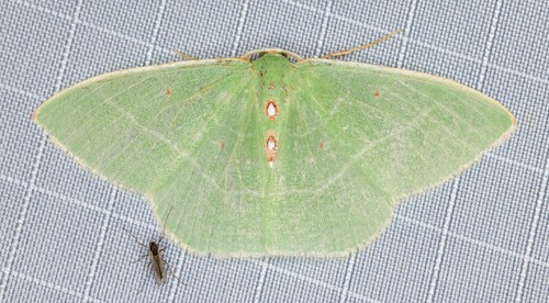 iNaturalist observation photo of Columbian Emerald