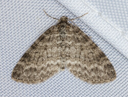 iNaturalist observation photo of Powdered Bigwing Moth