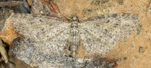 iNaturalist observation photo of Pug Moths