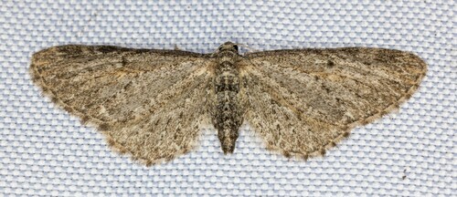 iNaturalist observation photo of Pug Moths