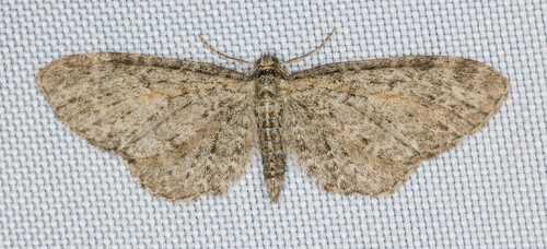 iNaturalist observation photo of Pug Moths