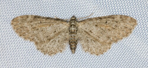 iNaturalist observation photo of Pug Moths