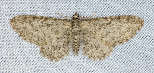 iNaturalist observation photo of Pug Moths