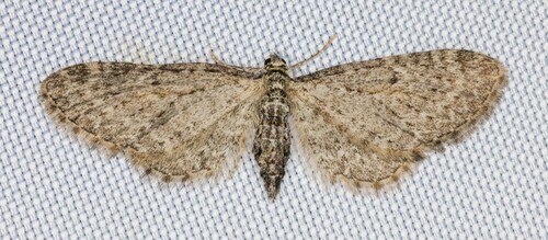iNaturalist observation photo of Eupithecia lachrymosa