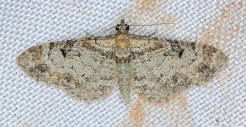 iNaturalist observation photo of Eupithecia rindgei