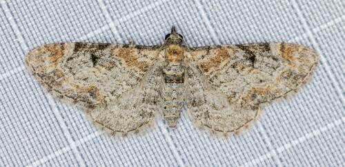 iNaturalist observation photo of Eupithecia rindgei