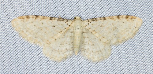 iNaturalist observation photo of Large Hellebore Pug