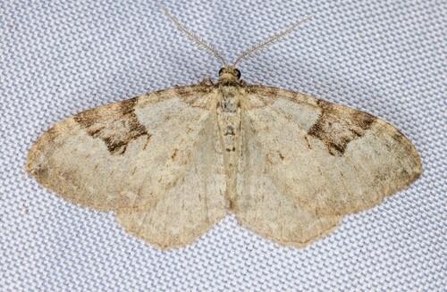 iNaturalist observation photo of Xanthorhoe pontiaria