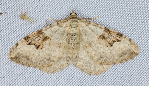 iNaturalist observation photo of Xanthorhoe pontiaria