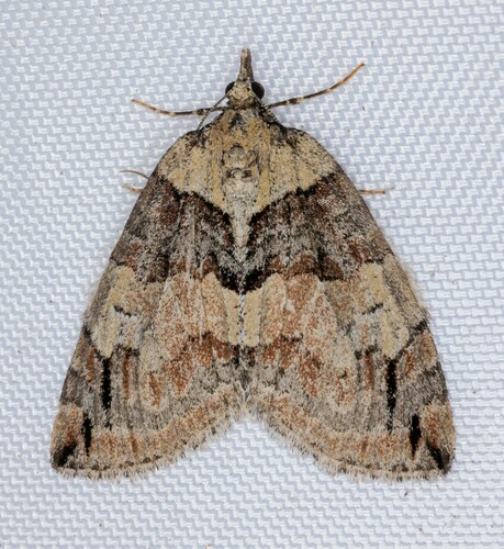 iNaturalist observation photo of Hydriomena nevadae