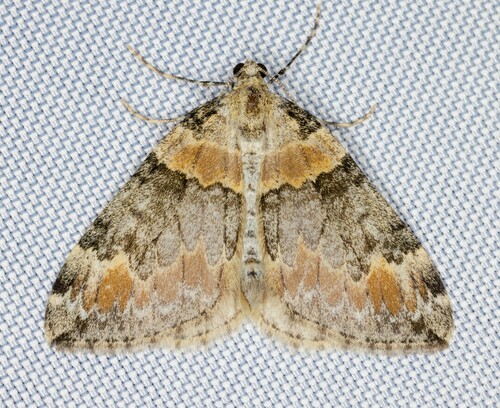 iNaturalist observation photo of Dysstroma brunneata