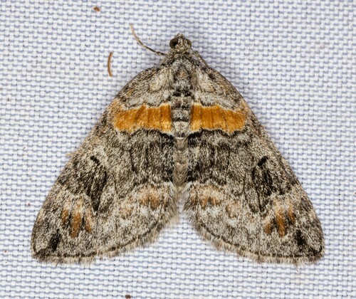 iNaturalist observation photo of Dysstroma