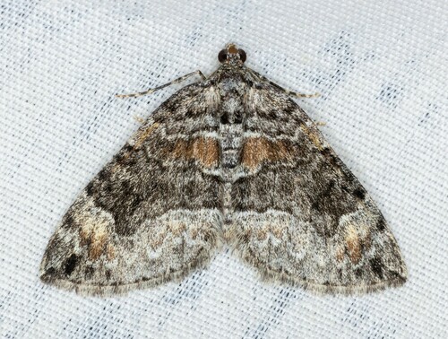 iNaturalist observation photo of Dysstroma