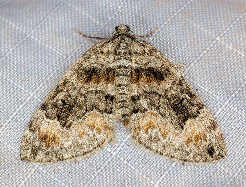 iNaturalist observation photo of Dysstroma
