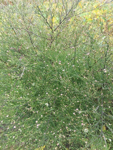 annual saltmarsh aster