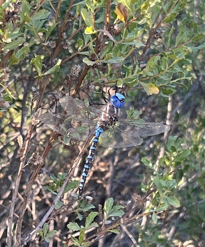iNaturalist observation photo of Blue-eyed Darner