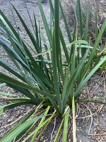 iNaturalist observation photo of Large Fortnight Lily