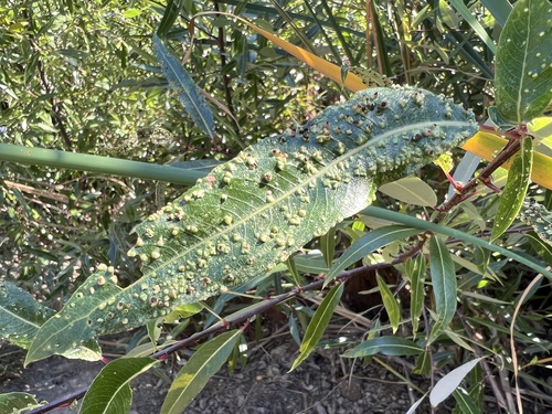 iNaturalist observation photo of Willow Bead Gall Mite