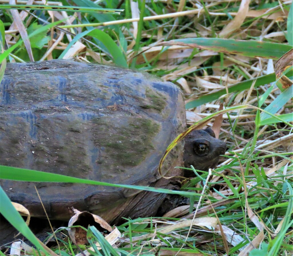 Common Snapping Turtle from Belleville, ON, Canada on September 23 ...