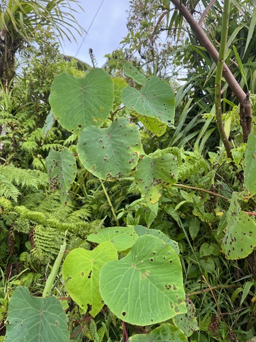 Homalanthus acuminatus