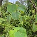 Homalanthus acuminatus - Photo (c) Martinsnz, όλα τα δικαιώματα διατηρούνται, uploaded by Martinsnz