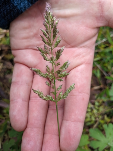 X Agropogon lutosus