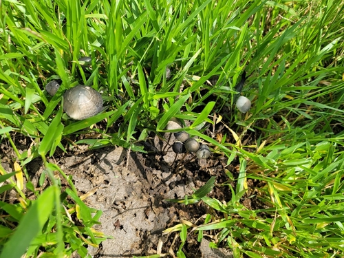Blue Meanies (Panaeolus cyanescens)