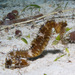 Observation photo