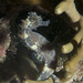Observation photo