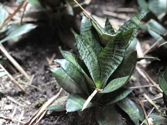 Image of Sansevieria hyacinthoides