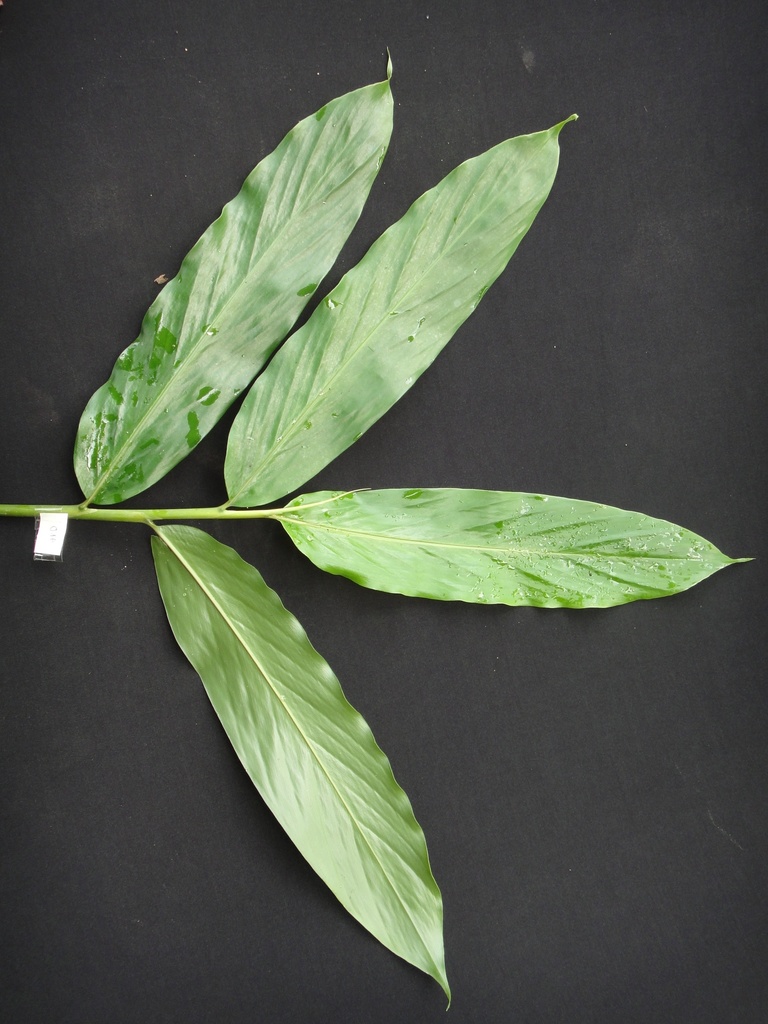 Wurfbainia longiligularis (Wurfbainia longiligularis)