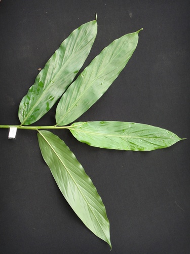 Wurfbainia longiligularis