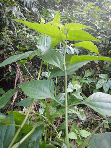 Siam weed