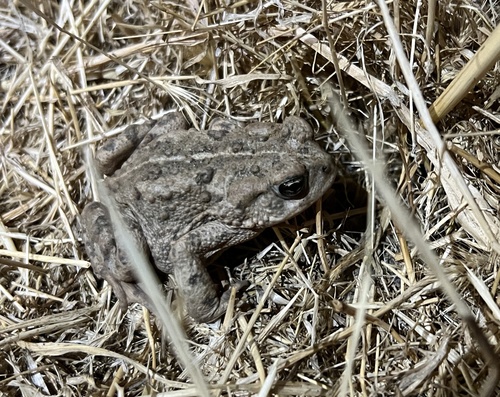 iNaturalist observation photo of Western Toad