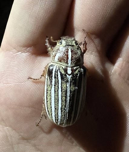iNaturalist observation photo of Lined June Beetles