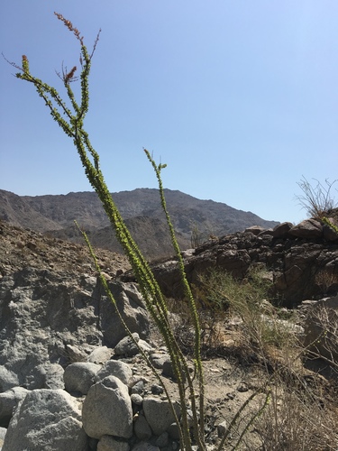 iNaturalist observation photo of ocotillo