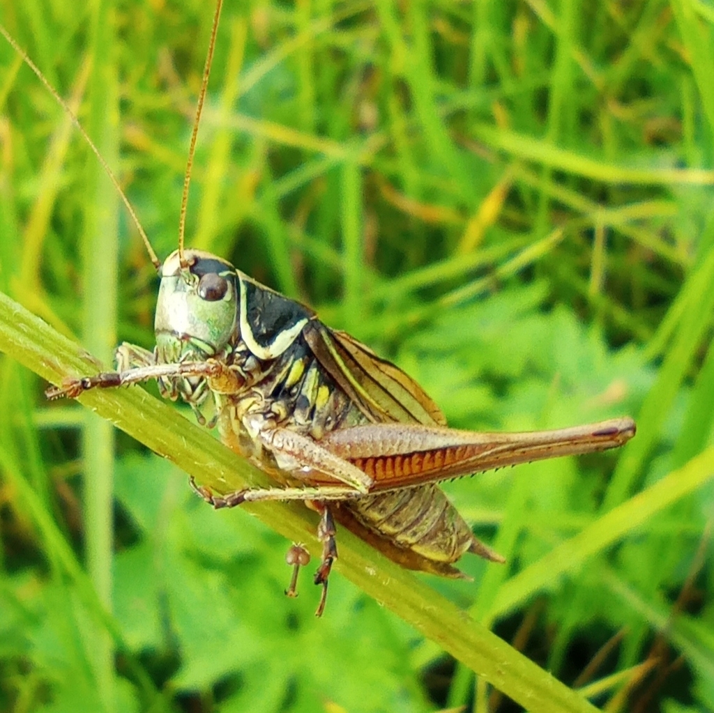 Roesel's Bush-cricket from Rydzyny 126C, 95-200, Polska on September 24 ...