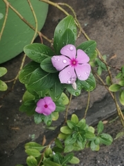 Catharanthus roseus image
