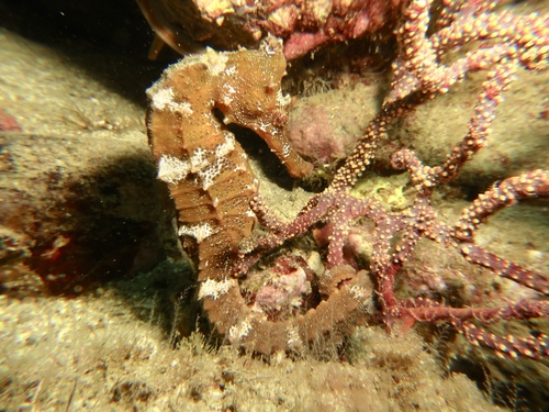 Giant Seahorse
