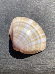 Mactra stultorum - Photo (c) Ulrich Zuegel, kaikki oikeudet pidätetään, lähettänyt Ulrich Zuegel