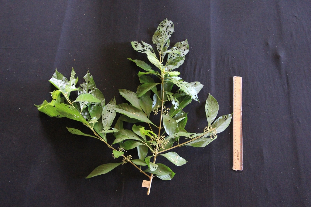 Callicarpa cathayana (Callicarpa cathayana)