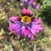 Schizanthus carlomunozii dilutimaculatus - Photo (c) thalia wolff, כל הזכויות שמורות, הועלה על ידי thalia wolff