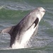瑞氏海豚 - Photo 由 Morgan Caygill 所上傳的 (c) Morgan Caygill，保留所有權利