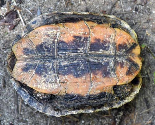 Mexican Spotted Terrapin