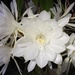 Orchid Cactus - Photo (c) bluewhalejohnson, all rights reserved, uploaded by bluewhalejohnson
