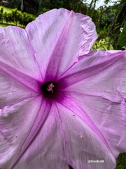 Ipomoea cairica image