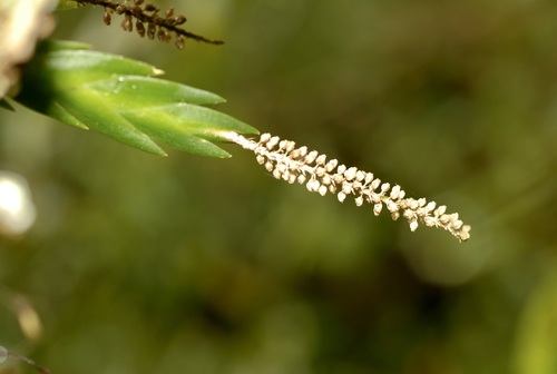 Oberonia disticha
